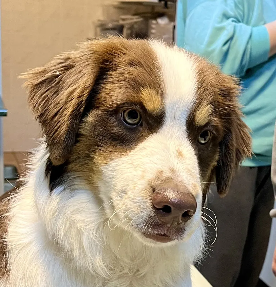 Miniature American Shepherd Puppies for Sale