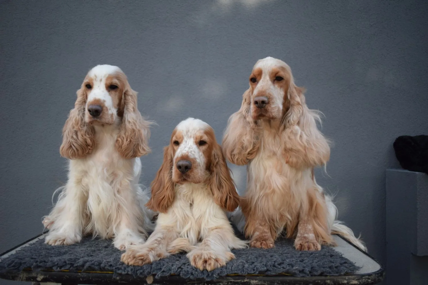 Cocker Spaniel, prezzo, caratteristiche e curiosità - Piggy Pet