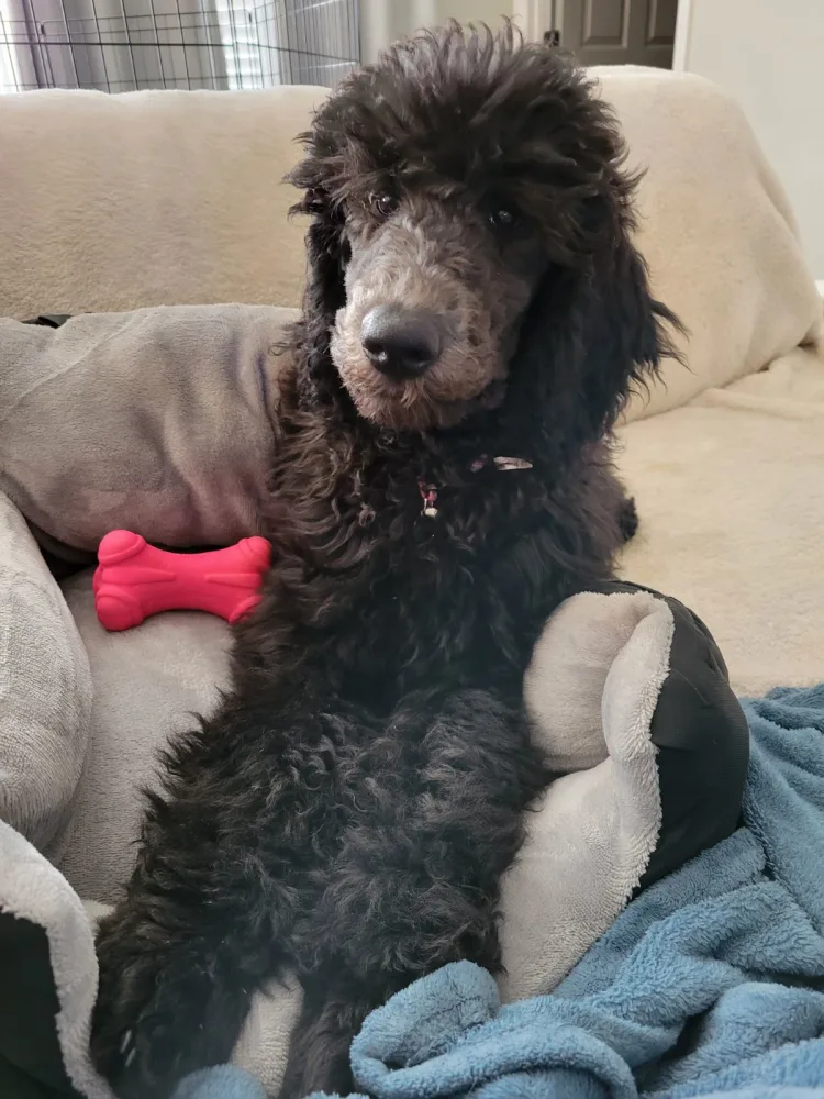 Poodle Standard for sale in Greenville - Rosie