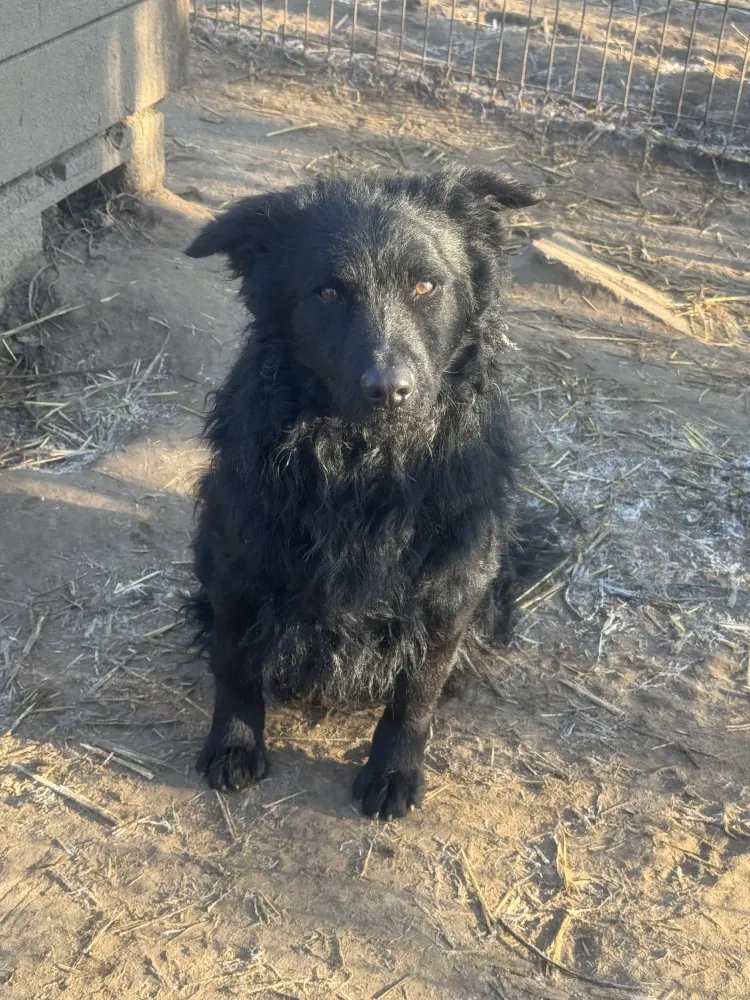 years Male Mudi for sale