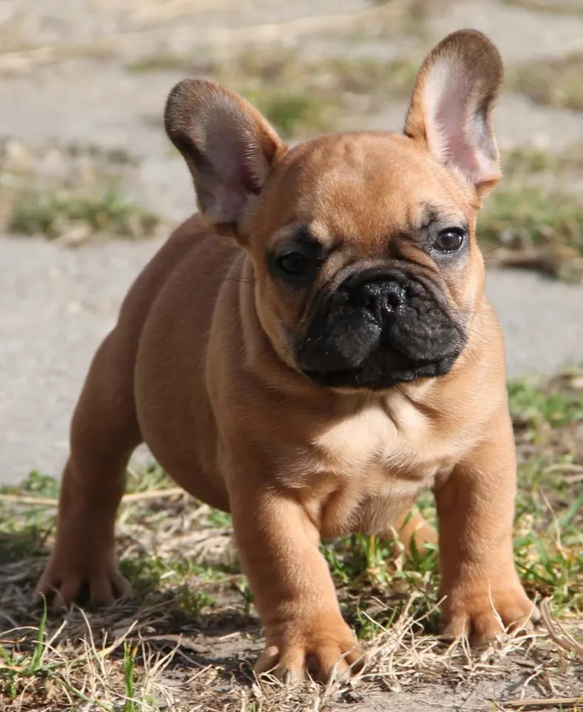 Französische Bulldogge anschaffen? Alle Kosten & Preise