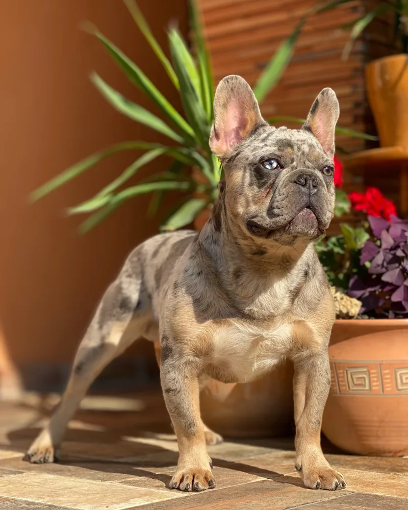 Căței Bulldog francez de vânzare în Nagyszénás - Ernest