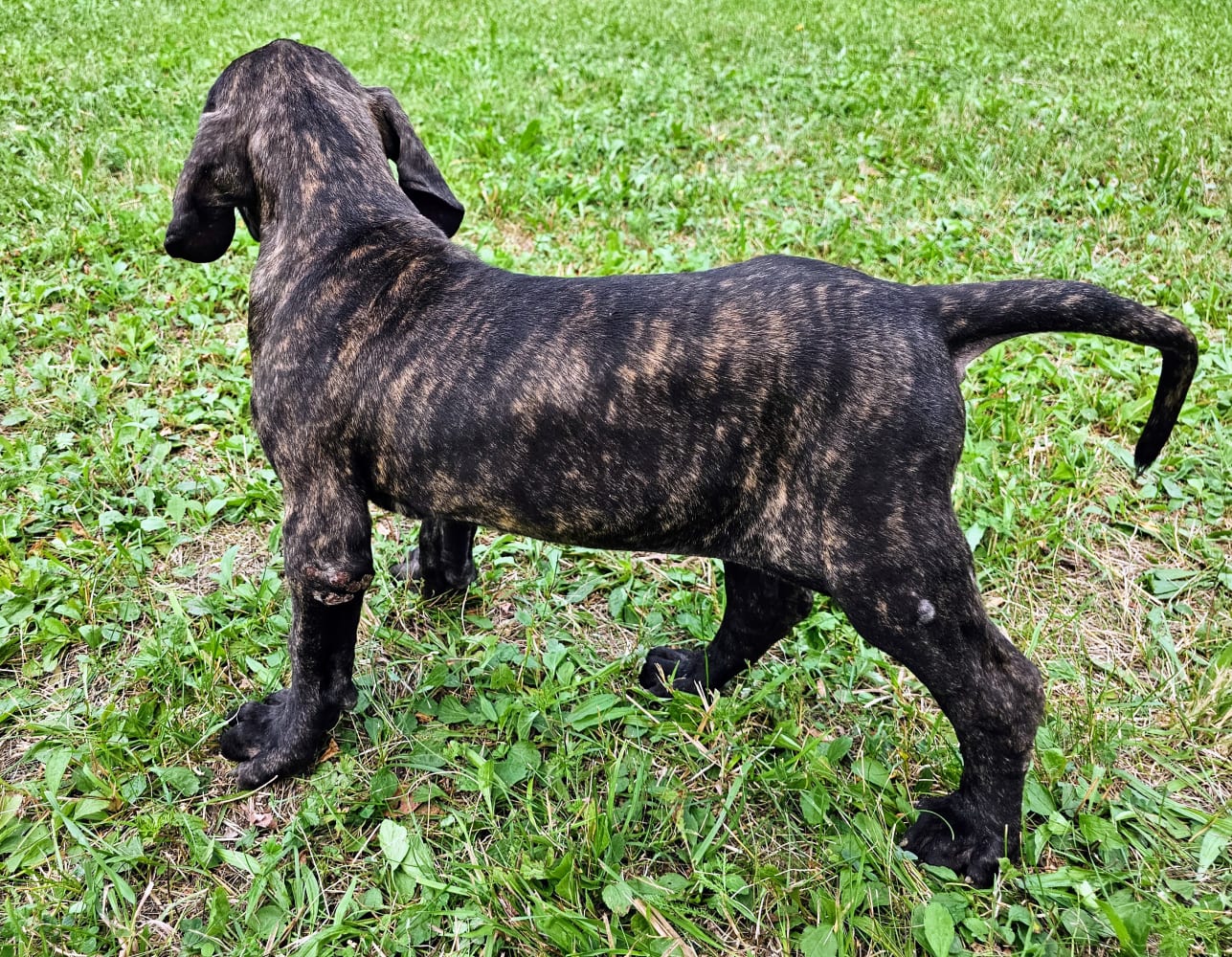 Rio, Purebred, healthy Fila Brasileiro puppy for sale