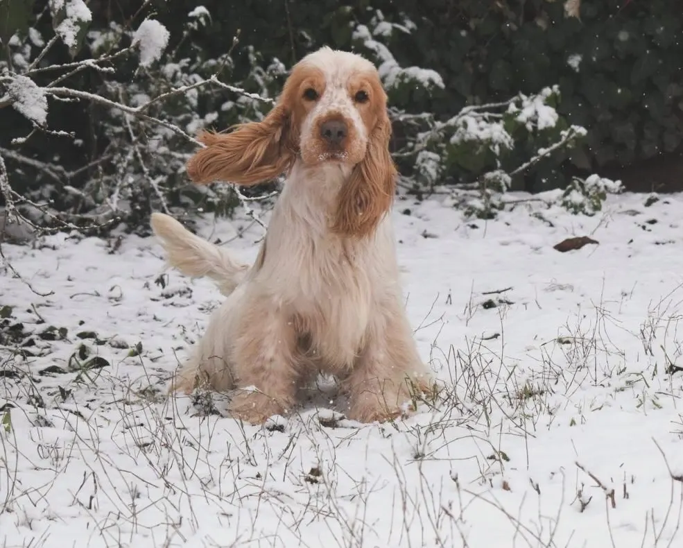 Cocker Spaniel, prezzo, caratteristiche e curiosità - Piggy Pet