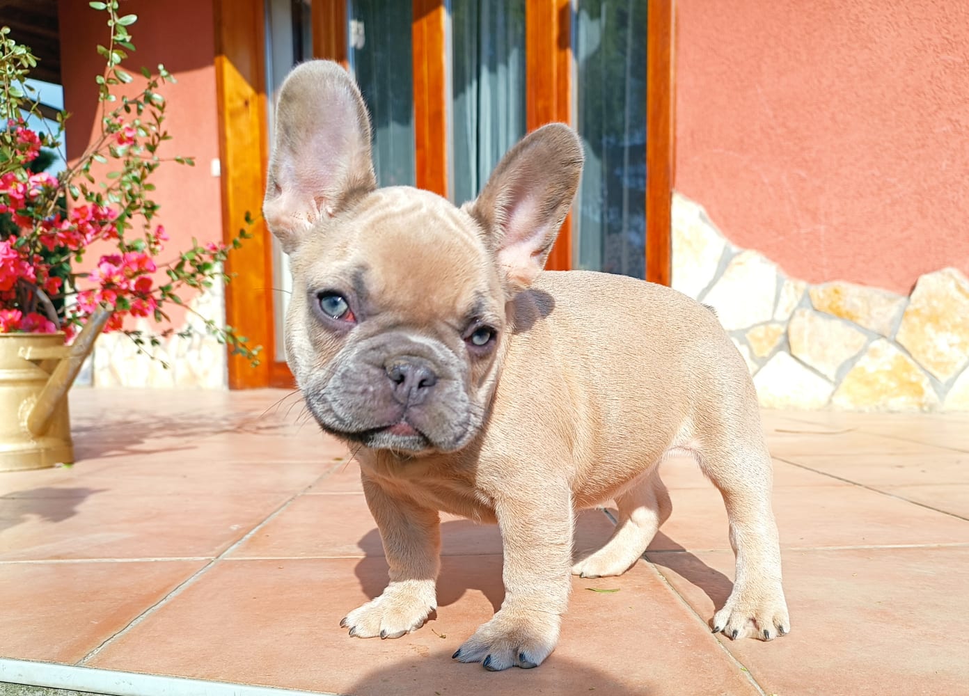 Francia bulldog elad