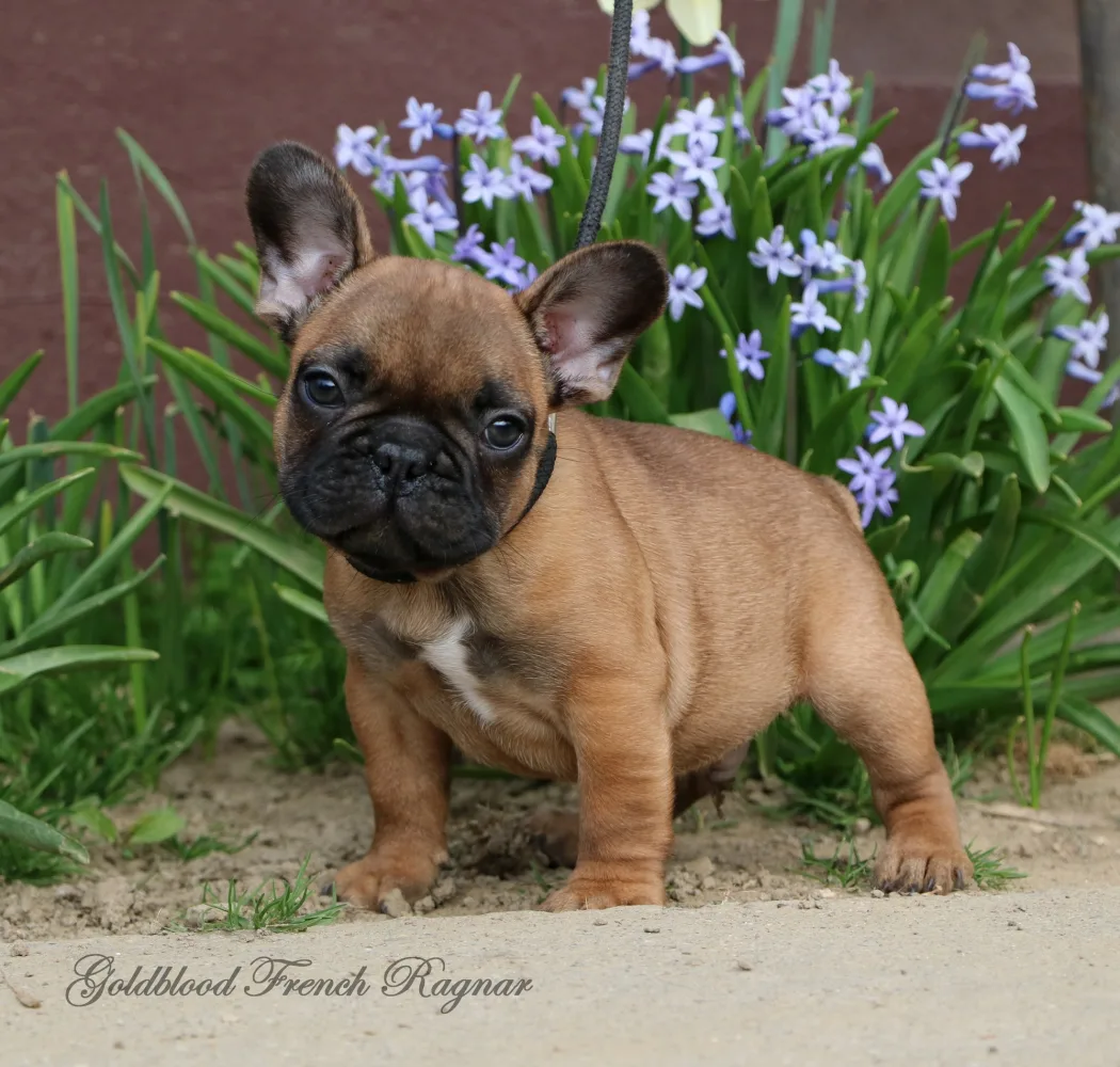 Francia bulldog elad