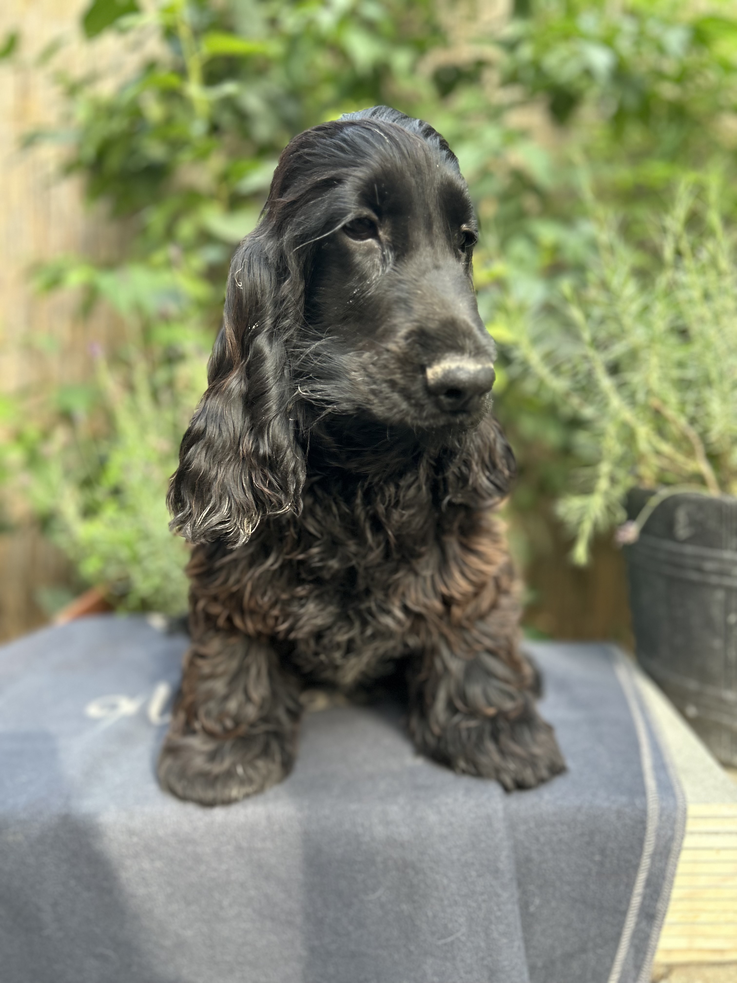 american cocker spaniel puppies black