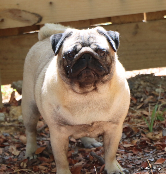 Southern Pugs Pug Breeder
