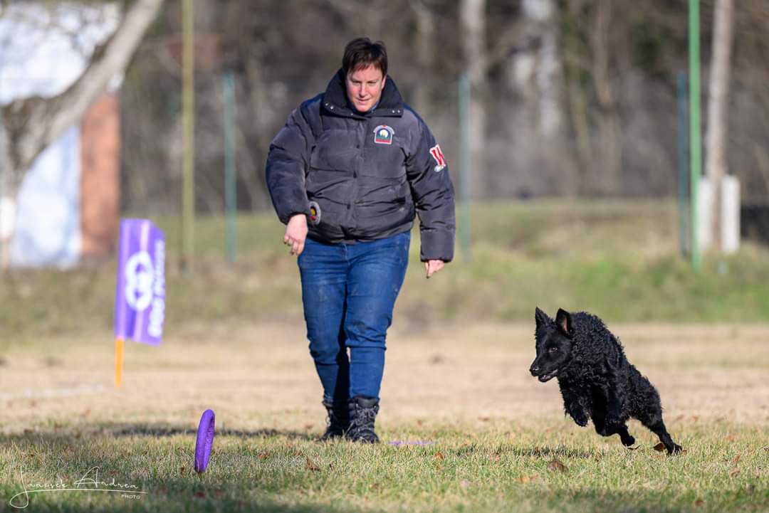 Mudi - Breeders and Kennels