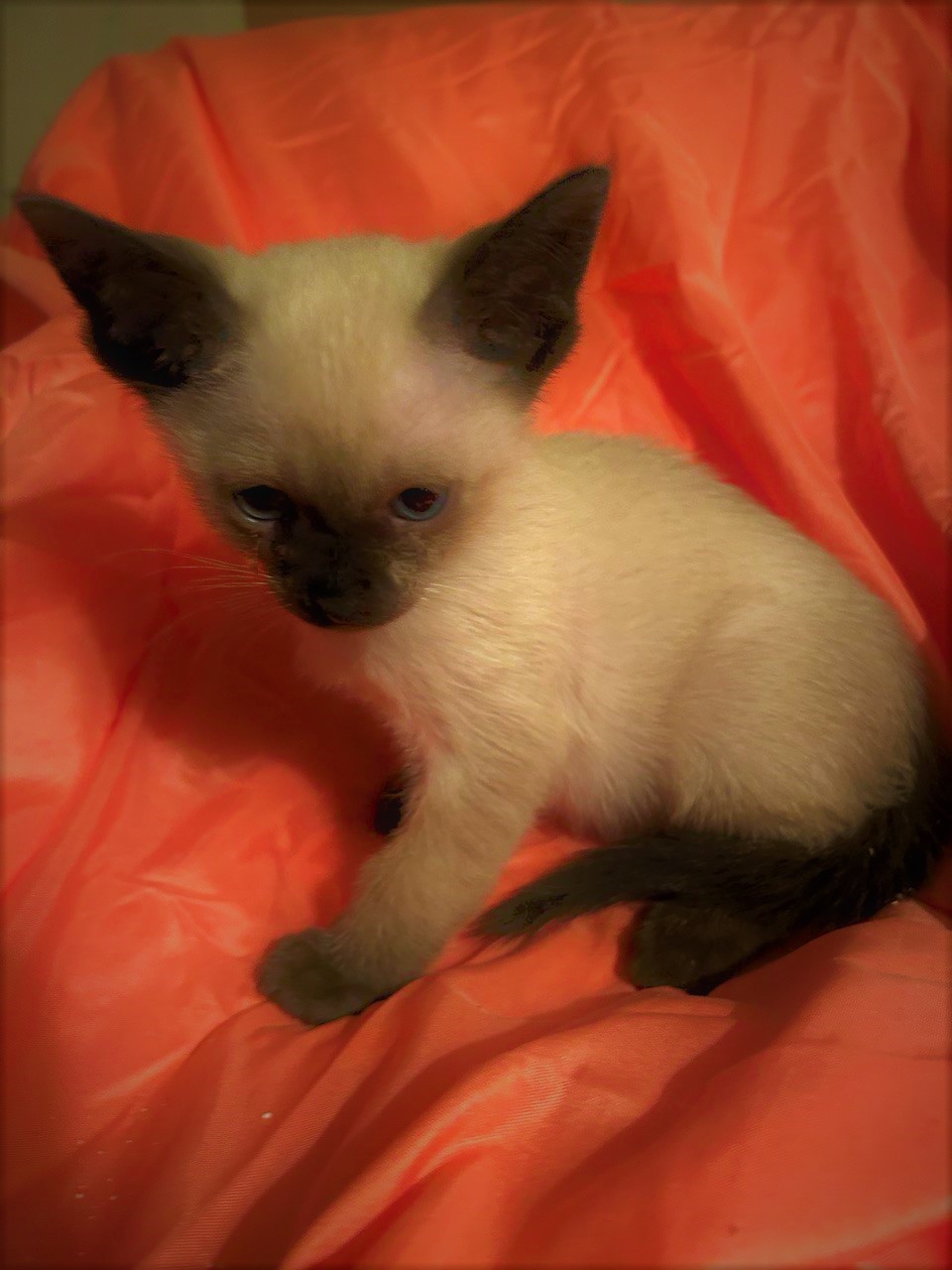 Siamese Kittens for Sale in Utah: Breeders List 2023 - Catster