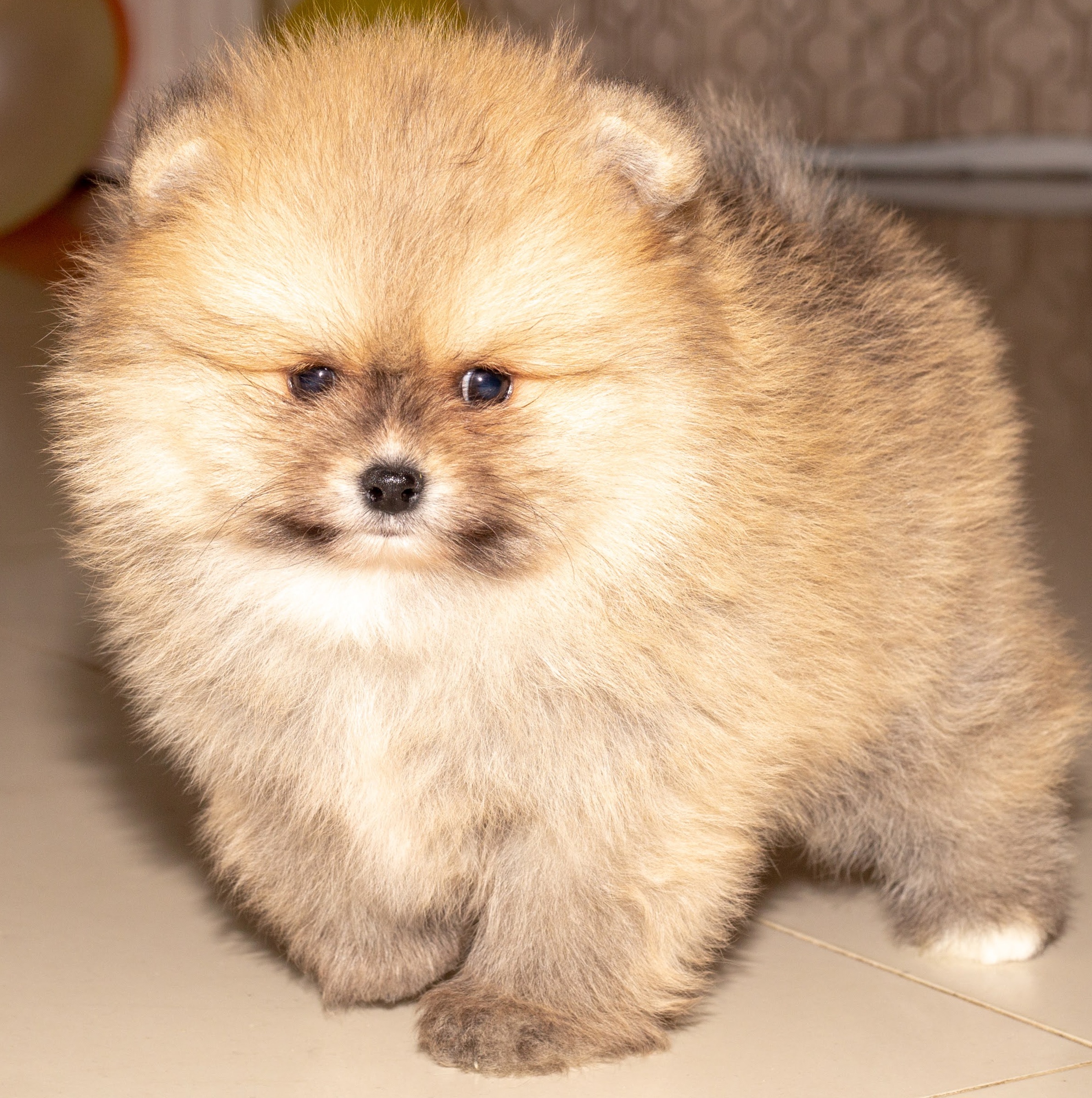 German spitz best sale for sale