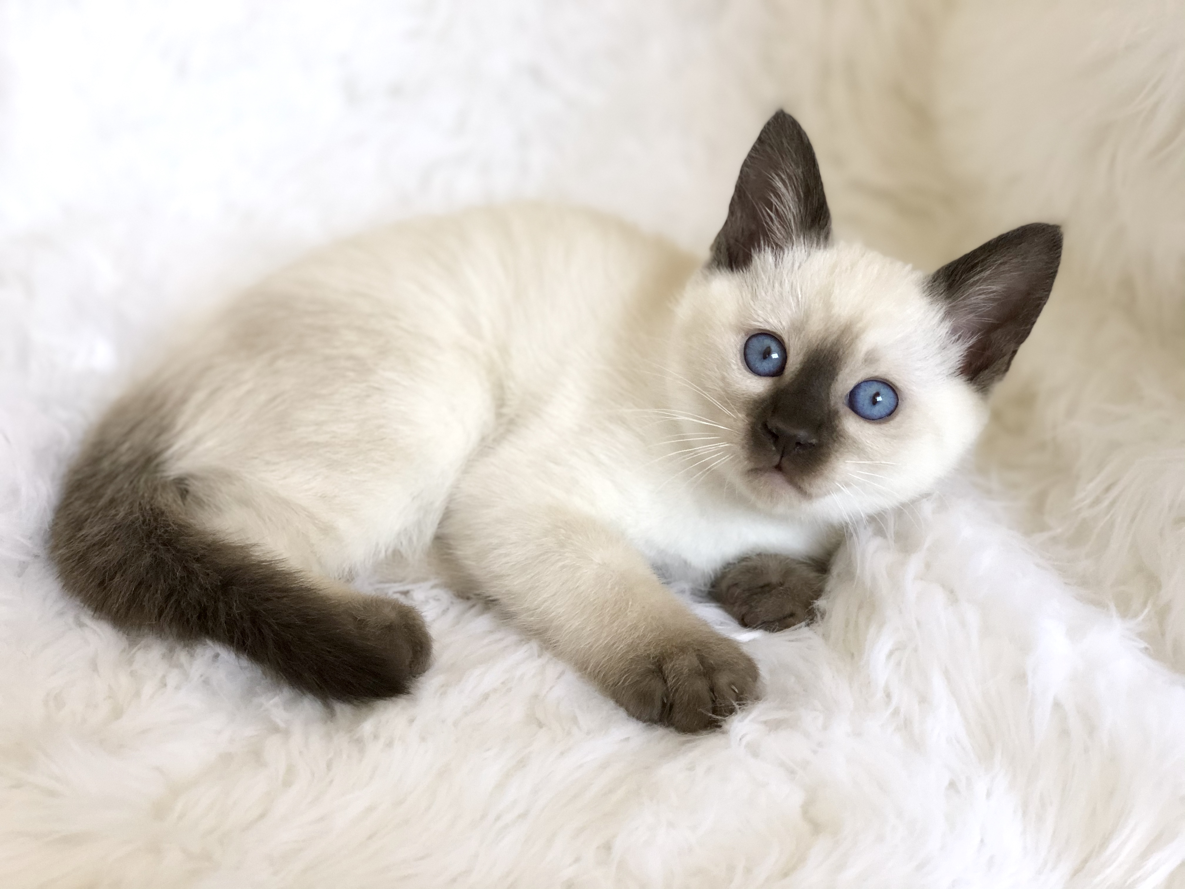 Siamese Kittens for Sale in Utah: Breeders List 2023 - Catster