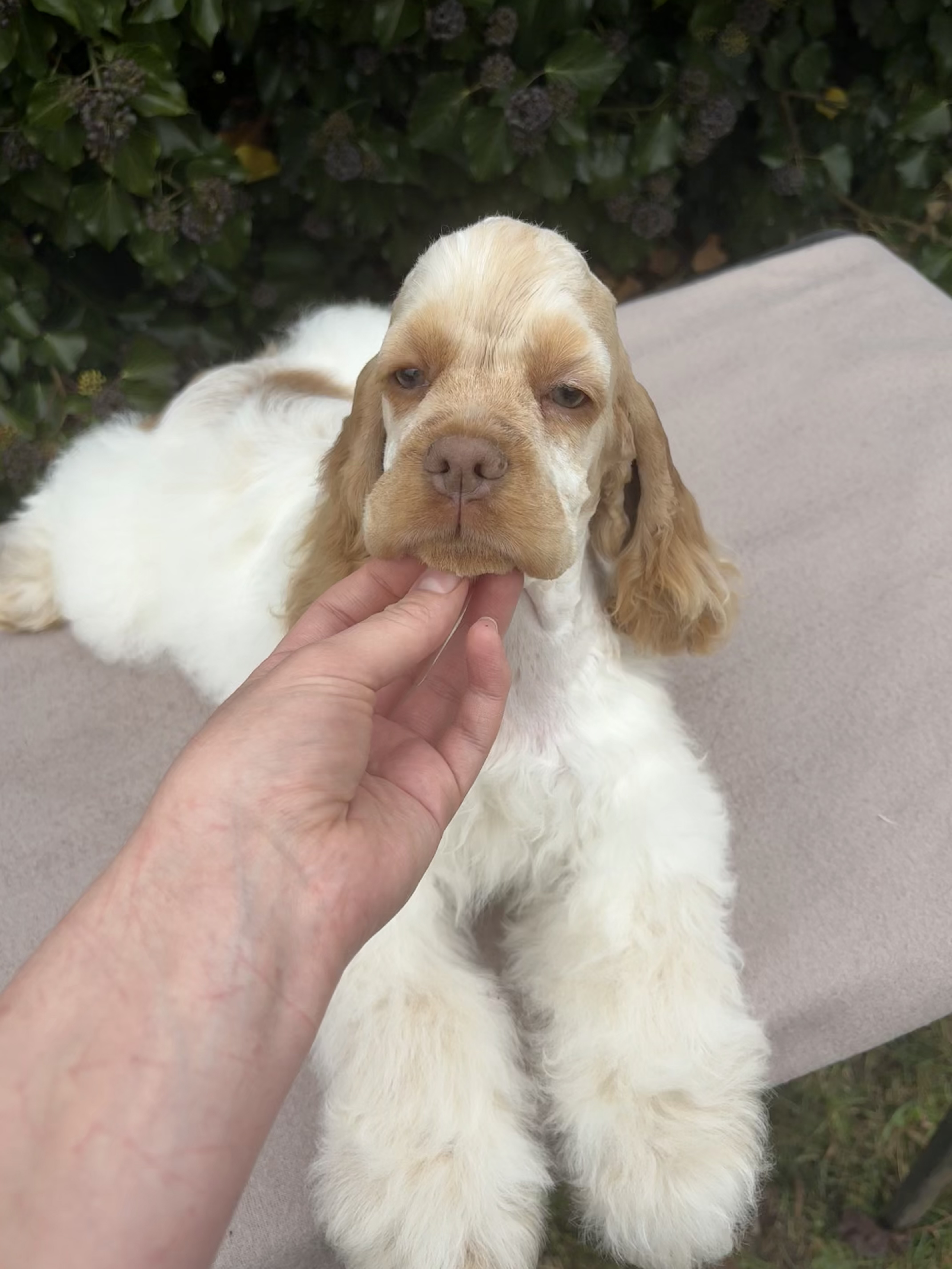 Wondercocker - American Cocker Spaniel Breeder