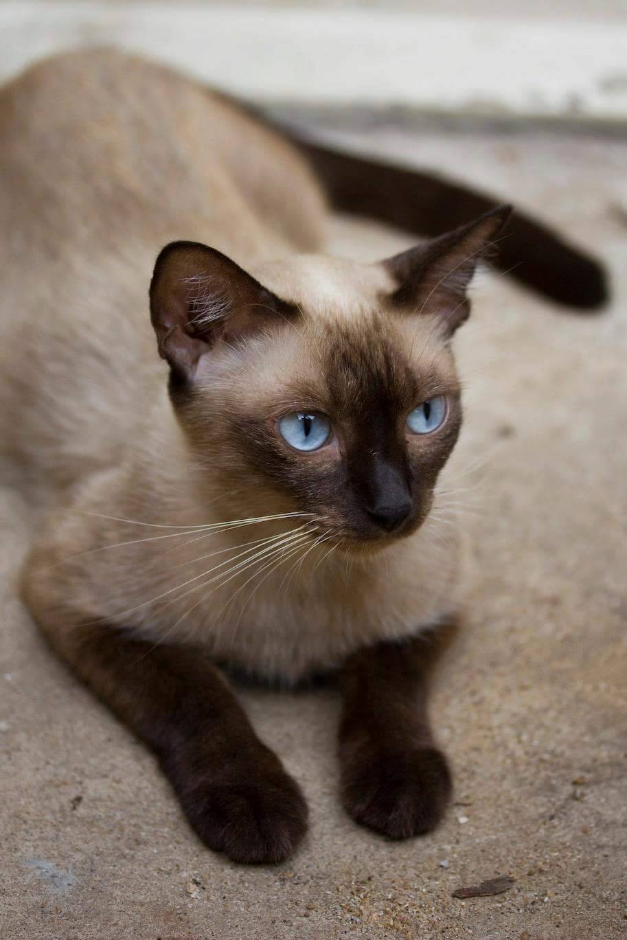 Siamese Kittens for Sale in Utah: Breeders List 2023 - Catster