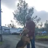 Airedale Terrier Puppies