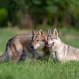 Crying Wolf