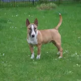 Crystal Flame Kennel