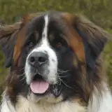 Bozsoki Harci 