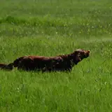 Stonemine-hunter Kennel