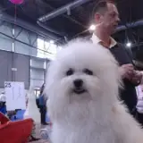 Pici Pelyhes Bolognese Kennel