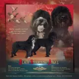 Black Recording Angel