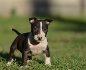 Valter - Miniature Bullterrier Puppy for sale