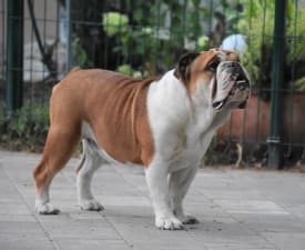 Extasis - Bulldog Puppy for sale