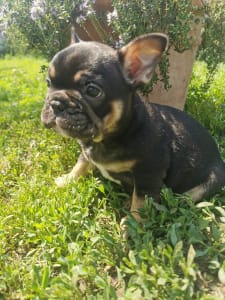 French Bulldog - Pier