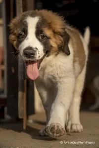 Moscow watchdog - Egresvölgyi Kennel