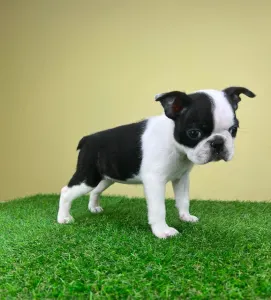 Boston Terrier - Dini