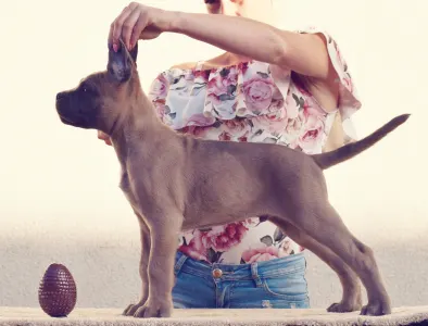 Cane Corso - Halfdan