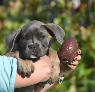 Cane Corso - Halfdan
