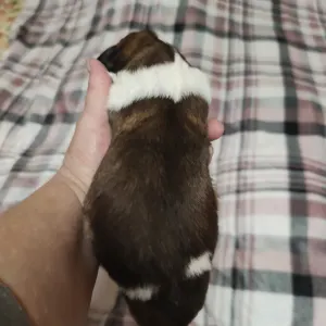 Moscow watchdog - Egresvölgyi Fjodor