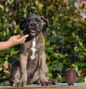Cane Corso - Halfdan