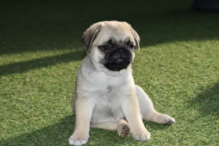 Papillon - Apple Of My Eye 