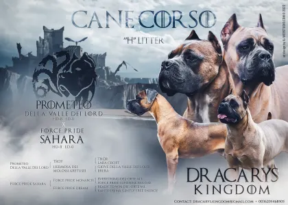 Cane Corso - Halfdan