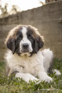 Moscow watchdog - Egresvölgyi Kennel