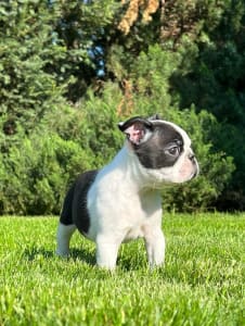 Boston Terrier - Dini