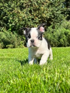 Boston Terrier - Dini