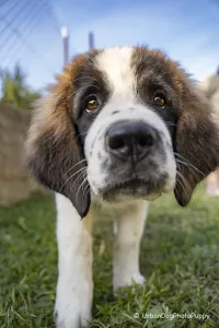 Moscow watchdog - Egresvölgyi Kennel