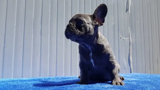 French Bulldog - Morgó