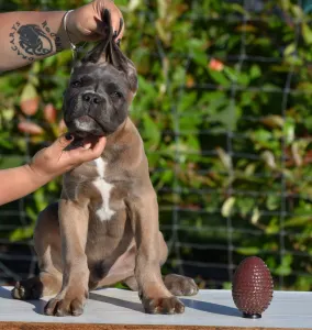 Cane Corso - Halfdan