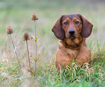 Alpine Dachsbracke