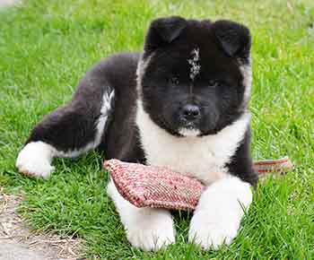 Akita American