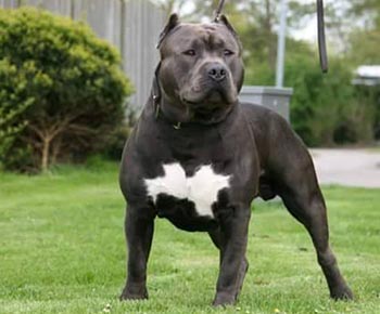 l’American Bully - XL