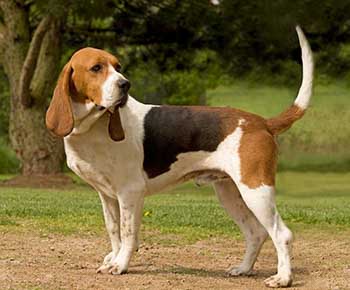 Artois Hound