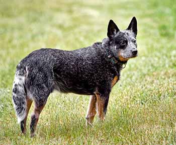 Australian Cattle Dog