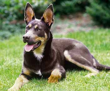 Cane da pastore australiano Kelpie