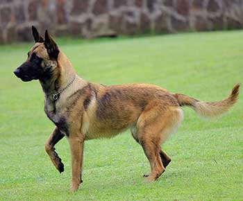 Belgian Malinois