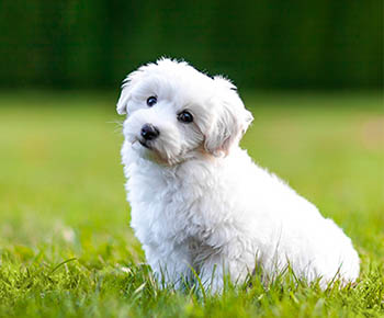 Bichon à poil frisé